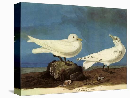 Ivory Gulls-John James Audubon-Stretched Canvas
