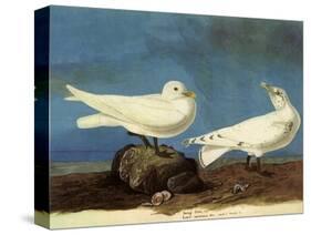 Ivory Gulls-John James Audubon-Stretched Canvas