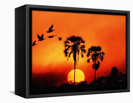 Ivory Palm and Pelicans at Sunset in Botswana-null-Framed Stretched Canvas