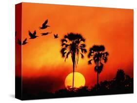 Ivory Palm and Pelicans at Sunset in Botswana-null-Stretched Canvas