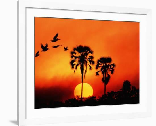 Ivory Palm and Pelicans at Sunset in Botswana-null-Framed Photographic Print