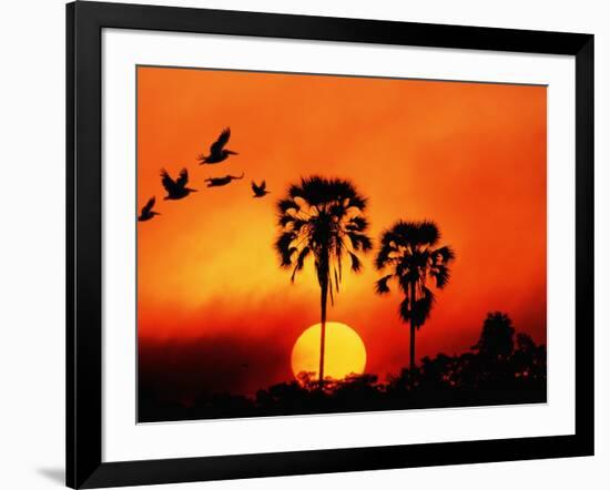 Ivory Palm and Pelicans at Sunset in Botswana-null-Framed Photographic Print