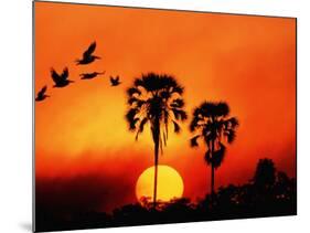 Ivory Palm and Pelicans at Sunset in Botswana-null-Mounted Photographic Print