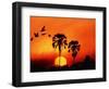 Ivory Palm and Pelicans at Sunset in Botswana-null-Framed Photographic Print