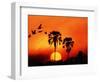 Ivory Palm and Pelicans at Sunset in Botswana-null-Framed Photographic Print