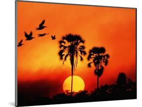 Ivory Palm and Pelicans at Sunset in Botswana-null-Mounted Photographic Print