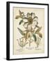 Ivory Peonies I-Besler Basilius-Framed Art Print