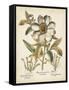 Ivory Peonies I-Besler Basilius-Framed Stretched Canvas