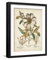 Ivory Peonies I-Besler Basilius-Framed Art Print