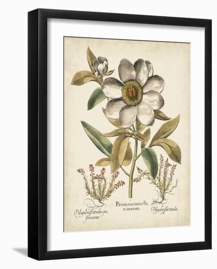 Ivory Peonies I-Besler Basilius-Framed Art Print