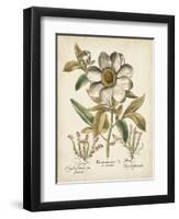 Ivory Peonies I-Besler Basilius-Framed Art Print