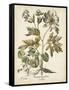 Ivory Peonies III-Besler Basilius-Framed Stretched Canvas