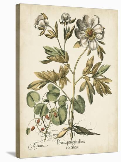 Ivory Peonies III-Besler Basilius-Stretched Canvas