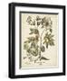 Ivory Peonies III-Besler Basilius-Framed Art Print