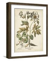 Ivory Peonies III-Besler Basilius-Framed Art Print