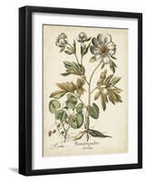 Ivory Peonies III-Besler Basilius-Framed Art Print