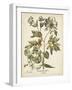 Ivory Peonies III-Besler Basilius-Framed Art Print