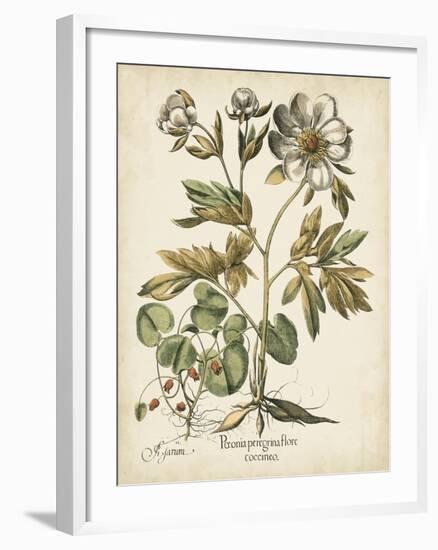 Ivory Peonies III-Besler Basilius-Framed Art Print