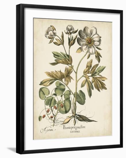 Ivory Peonies III-Besler Basilius-Framed Art Print