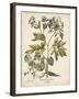 Ivory Peonies III-Besler Basilius-Framed Art Print