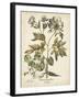 Ivory Peonies III-Besler Basilius-Framed Art Print