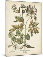 Ivory Peonies III-Besler Basilius-Mounted Art Print