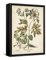 Ivory Peonies III-Besler Basilius-Framed Stretched Canvas