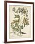 Ivory Peonies III-Besler Basilius-Framed Art Print