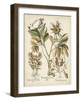 Ivory Peonies IV-Besler Basilius-Framed Art Print