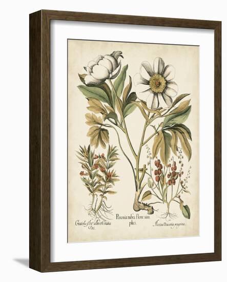 Ivory Peonies IV-Besler Basilius-Framed Art Print