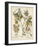 Ivory Peonies IV-Besler Basilius-Framed Art Print