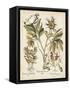 Ivory Peonies IV-Besler Basilius-Framed Stretched Canvas