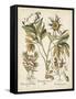 Ivory Peonies IV-Besler Basilius-Framed Stretched Canvas