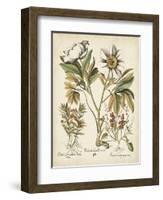 Ivory Peonies IV-Besler Basilius-Framed Art Print