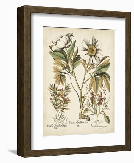 Ivory Peonies IV-Besler Basilius-Framed Art Print