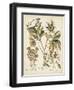 Ivory Peonies IV-Besler Basilius-Framed Art Print