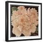 Ivory Peonies-Janet Kruskamp-Framed Premium Giclee Print