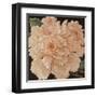 Ivory Peonies-Janet Kruskamp-Framed Art Print