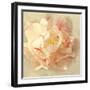 Ivory Romance I-Amy Melious-Framed Art Print