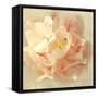 Ivory Romance I-Amy Melious-Framed Stretched Canvas