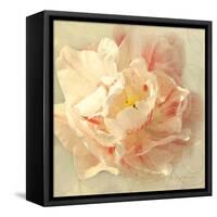 Ivory Romance I-Amy Melious-Framed Stretched Canvas