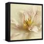 Ivory Romance II-Amy Melious-Framed Stretched Canvas