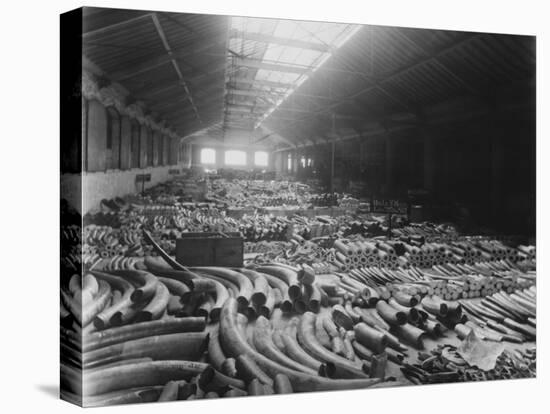Ivory Sale in Warehouse-null-Stretched Canvas