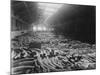 Ivory Sale in Warehouse-null-Mounted Photographic Print