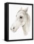 Ivory Stallion II-Annie Warren-Framed Stretched Canvas