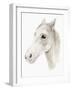 Ivory Stallion II-Annie Warren-Framed Art Print