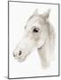 Ivory Stallion II-Annie Warren-Mounted Art Print