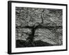 Ivy and Wall, New York, c. 1945-Brett Weston-Framed Photographic Print