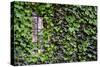 Ivy Covered House-Mr Doomits-Stretched Canvas