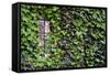 Ivy Covered House-Mr Doomits-Framed Stretched Canvas
